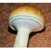 Mazatapec Cubensis Spore PRINT