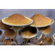 Psilocybe Cubensis Spore Syringes Psilocybe Cubensis Spore Syringes