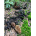 Morel Mushroom Spore Print