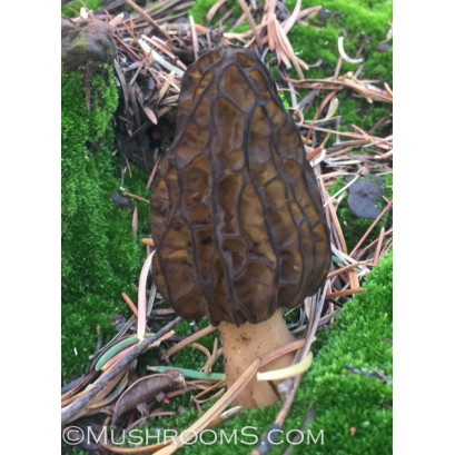 Morel Mushroom Spore Print