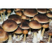 Orissa India Cubensis Spore Syringe