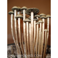 Panaeolus (Copelandia) Cyanescens Texas Spore PRINT