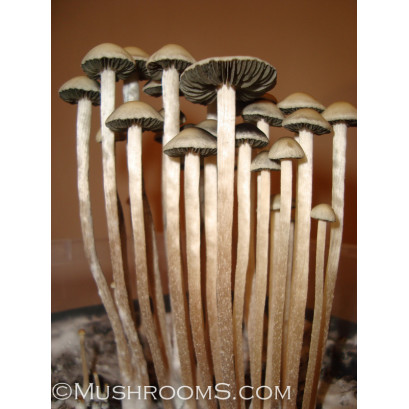 Panaeolus (Copelandia) Cyanescens Texas Spore PRINT