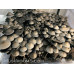 Panaeolus Cyanescens Jalisco Mexico Spore PRINT