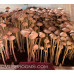 Panaeolus (Copelandia) Cyanescen Purple Haustralia Venom Spore PRINT