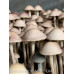 Panaeolus (Copelandia) Cyanescen Purple Haustralia Venom Spore PRINT
