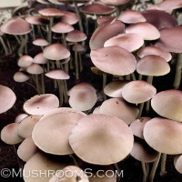 Panaeolus (Copelandia) Cyanescen Purple Haustralia Venom Spore PRINT