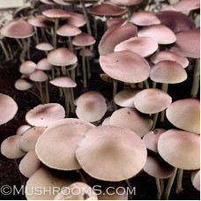 Panaeolus (Copelandia) Cyanescen Purple Haustralia Venom Spore PRINT