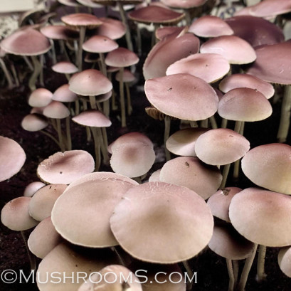 Panaeolus (Copelandia) Cyanescen Purple Haustralia Venom Spore PRINT