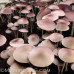 Panaeolus (Copelandia) Cyanescen Purple Haustralia Venom Spore PRINT
