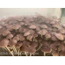 Panaeolus (Copelandia) Cyanescen Purple Haustralia Venom Spore PRINT