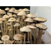 Panaeolus (Copelandia) Cyanescen Purple Haustralia Venom Spore PRINT