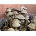 Panaeolus (Copelandia) Cyanescen Purple Haustralia Venom Spore PRINT