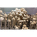 Panaeolus (Copelandia) Cyanescen Purple Haustralia Venom Spore PRINT