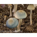 Panaeolus (Copelandia) Cyanescen Purple Haustralia Venom Spore PRINT
