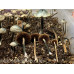 Panaeolus (Copelandia) Cyanescen Purple Haustralia Venom Spore PRINT