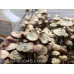 Panaeolus (Copelandia) Cyanescen Purple Haustralia Venom Spore PRINT