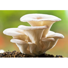 Pearl Oyster Mushroom Spore PRINT