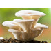 Pearl Oyster Mushroom Spore PRINT