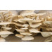 Pearl Oyster Mushroom Spore PRINT