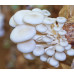 Pearl Oyster Mushroom Spore PRINT