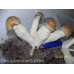 Penis Envy Cubensis Spore SWAB (THREE INCLUDED)