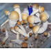 Penis Envy Cubensis Spore SWAB (THREE INCLUDED)