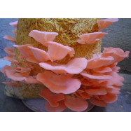 Pink Oyster Mushroom Culture Syringe
