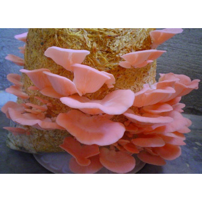 Pink Oyster Mushroom Culture Syringe