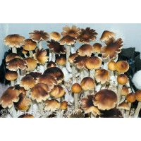 Puerto Rico Cubensis Spore Syringe