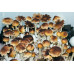 Puerto Rico Cubensis Spore Syringe