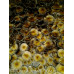 Puerto Rico Cubensis Spore Syringe