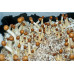 Puerto Rico Cubensis Spore Syringe