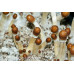 Puerto Rico Cubensis Spore Syringe