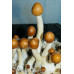 Puerto Rico Cubensis Spore Syringe