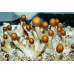 Puerto Rico Cubensis Spore Syringe