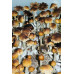 Puerto Rico Cubensis Spore Syringe