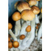 Puerto Rico Cubensis Spore Syringe