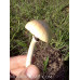 Purple Mystics Cubensis Spore Syringe