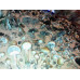 Purple Mystics Cubensis Spore Syringe