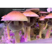 Red Boy Cubensis Spore PRINT