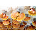 Reishi Mushroom Culture Syringe