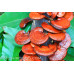 Reishi Mushroom Spore PRINT