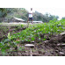 Roatan Honduras Cubensis Spore Syringe