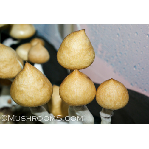 mushroom spore syringe black clumps mushroom spore syringe black clumps