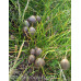 Psilocybe Semilanceata (Liberty Caps) Spore PRINT