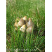 Psilocybe Semilanceata (Liberty Caps) Spore PRINT