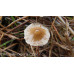 Psilocybe Semilanceata (Liberty Caps) Spore PRINT