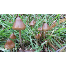 Psilocybe Semilanceata (Liberty Caps) Spore PRINT