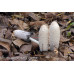 Shaggy Mane Mushrooms Culture Syringe